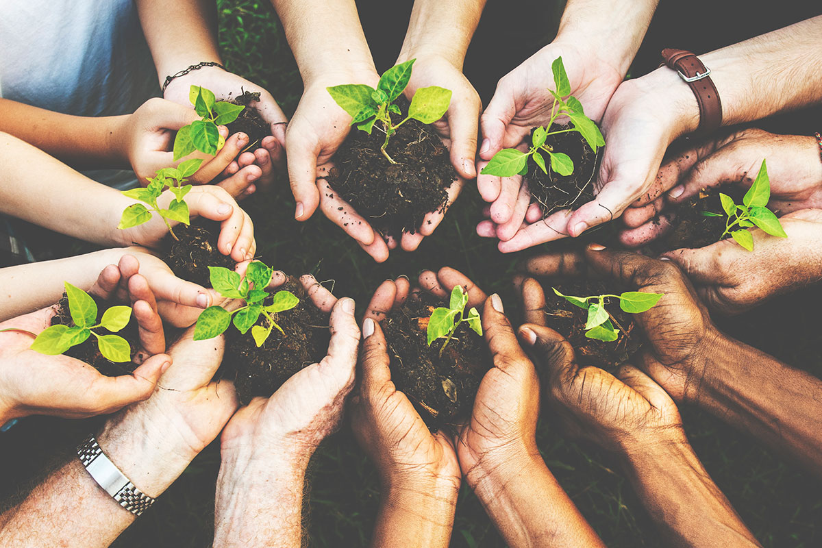 hands holding seedlings to represent the environmental benefits of timber frame construction