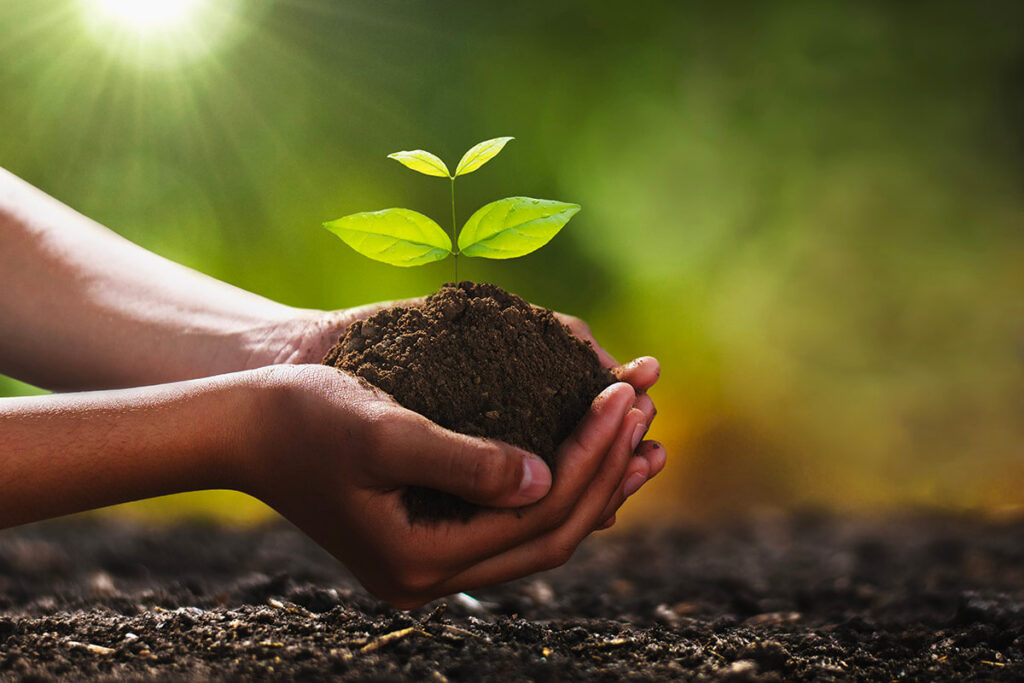 cupped hands holding a seedling to represent the environmental benefits of timber frame construction